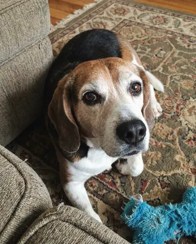 Example older photo of a gray-muzzled beagle on a rug